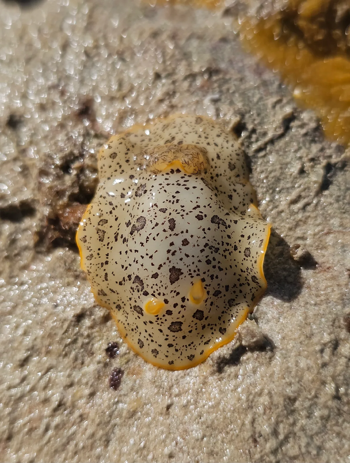 Platydoris scabra - sub-adult pattern