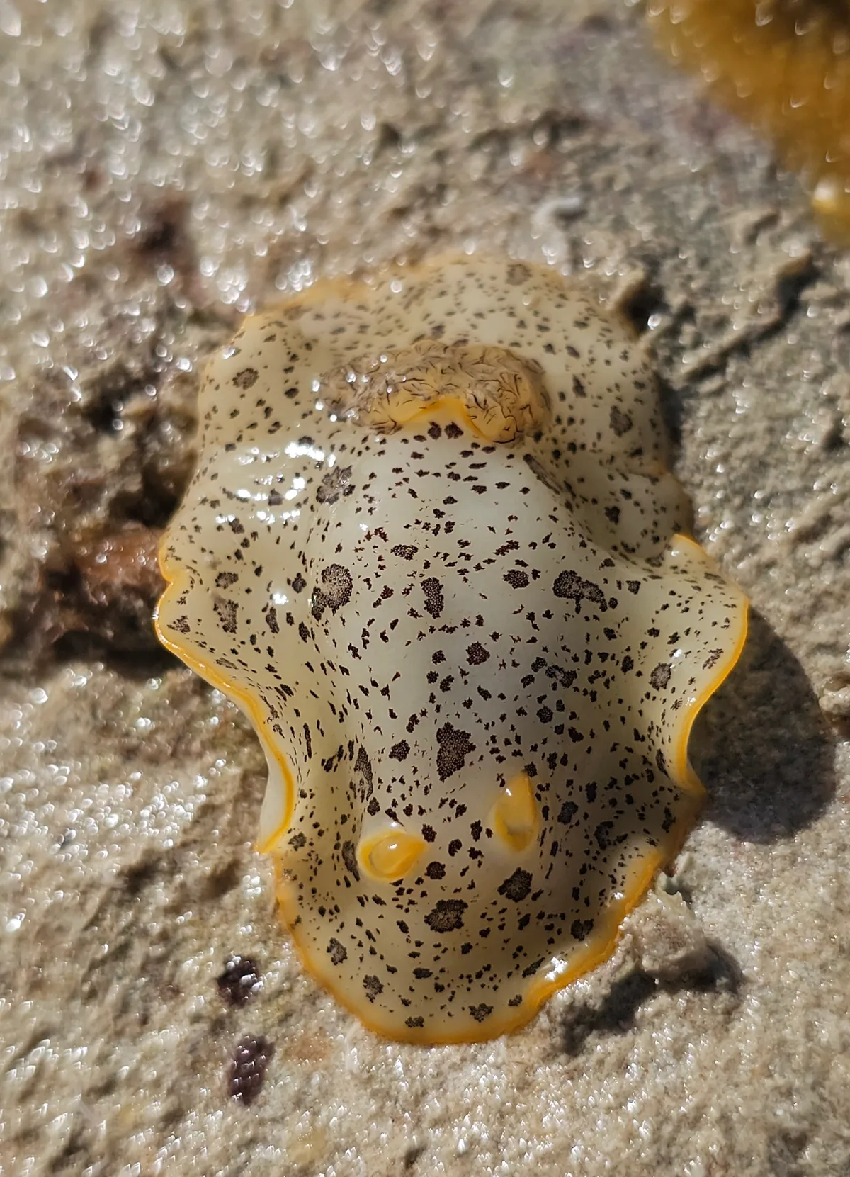 Platydoris scabra - sub-adult pattern