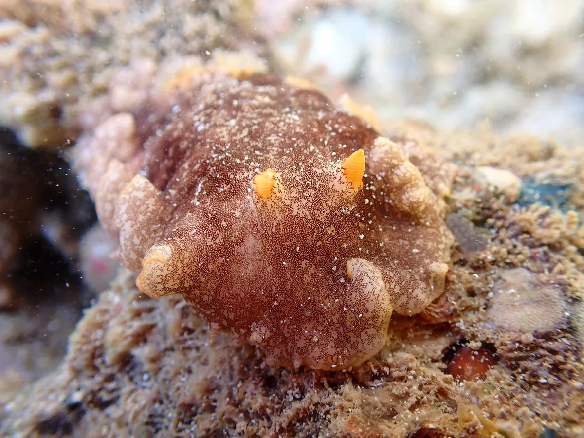 Platydoris scabra - Province Sud, Nouvelle-Calédonie