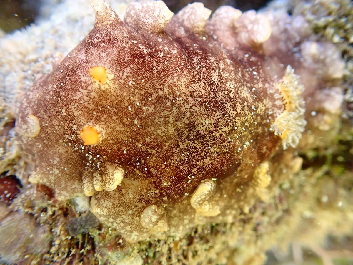 Platydoris scabra - Province Sud, Nouvelle-Calédonie