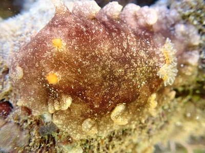 Platydoris scabra - Province Sud, Nouvelle-Calédonie