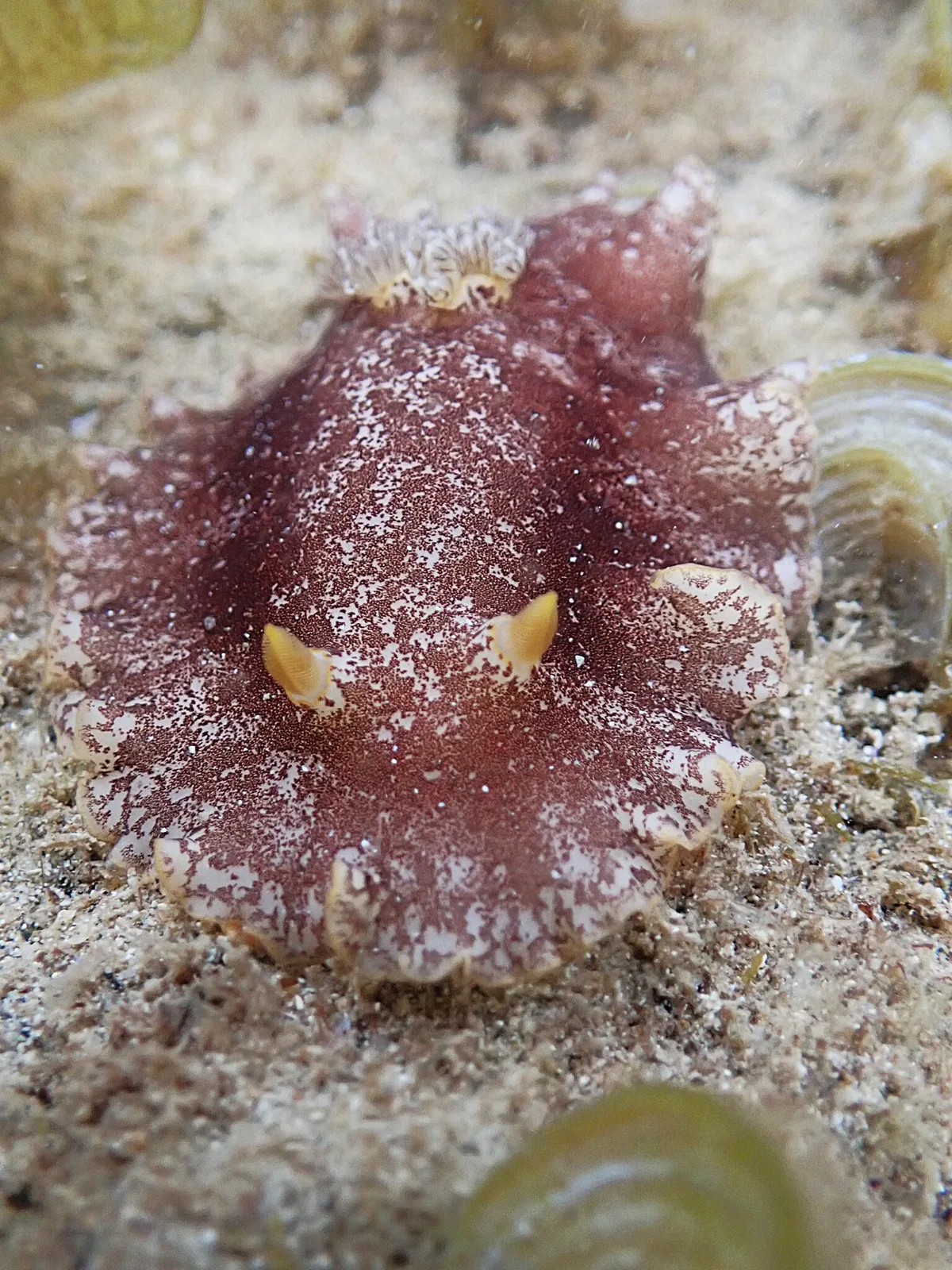 Platydoris scabra - Province Sud, Nouvelle-Calédonie