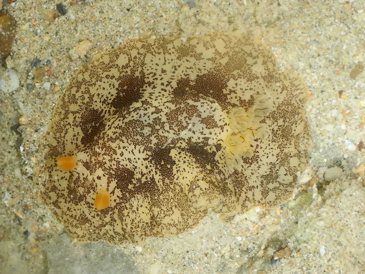 Platydoris scabra - Exmouth, AU-WA, AU
