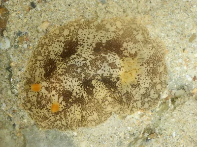 Platydoris scabra - Exmouth, AU-WA, AU