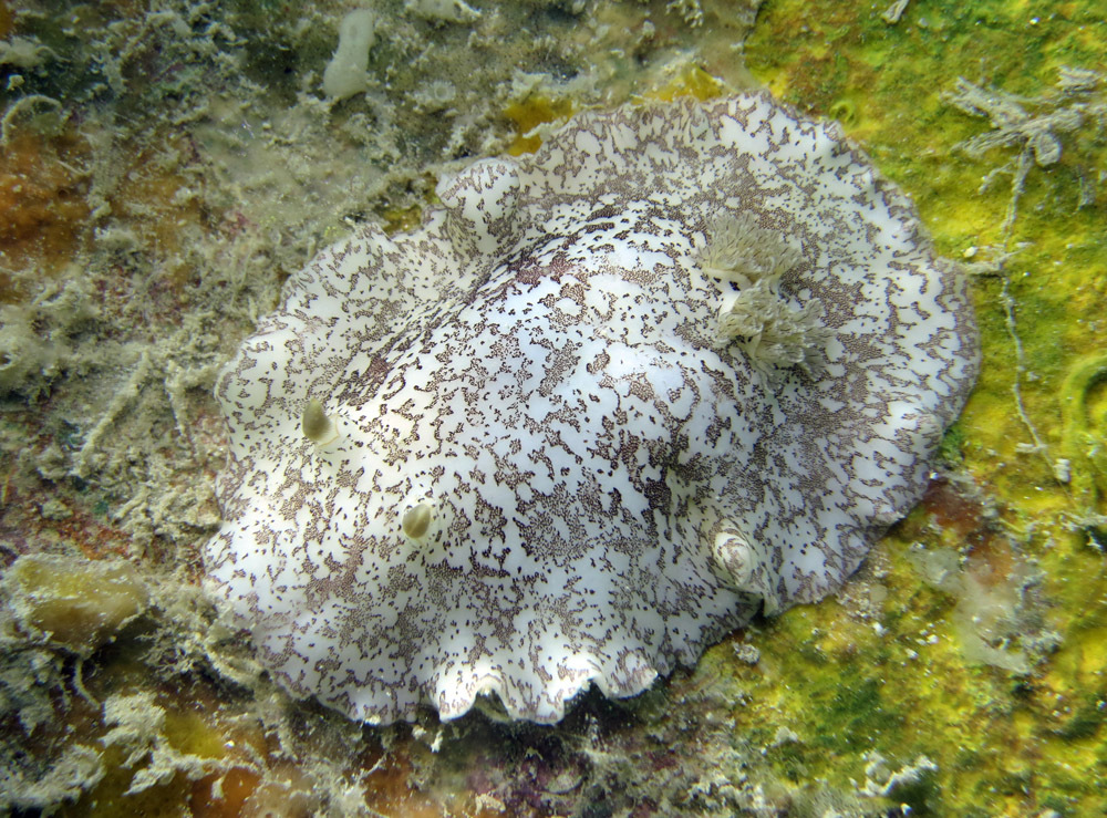 Platydoris scabra - Kwajalein Atoll, RMI