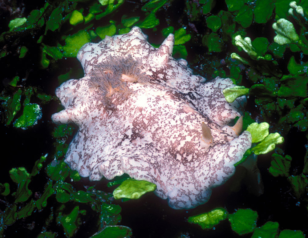Platydoris scabra - Kwajalein Atoll, RMI