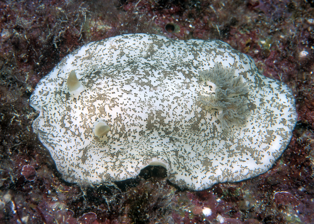 Platydoris scabra - Kwajalein Atoll, RMI