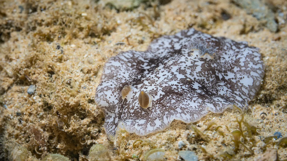 Platydoris scabra - Yate, New Caledonia
