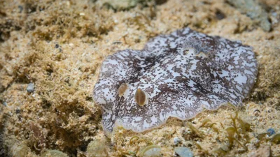 Platydoris scabra - Yate, New Caledonia