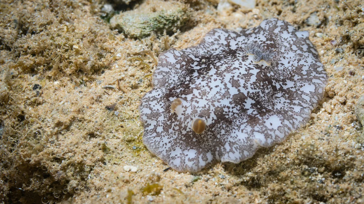 Platydoris scabra - Yate, New Caledonia