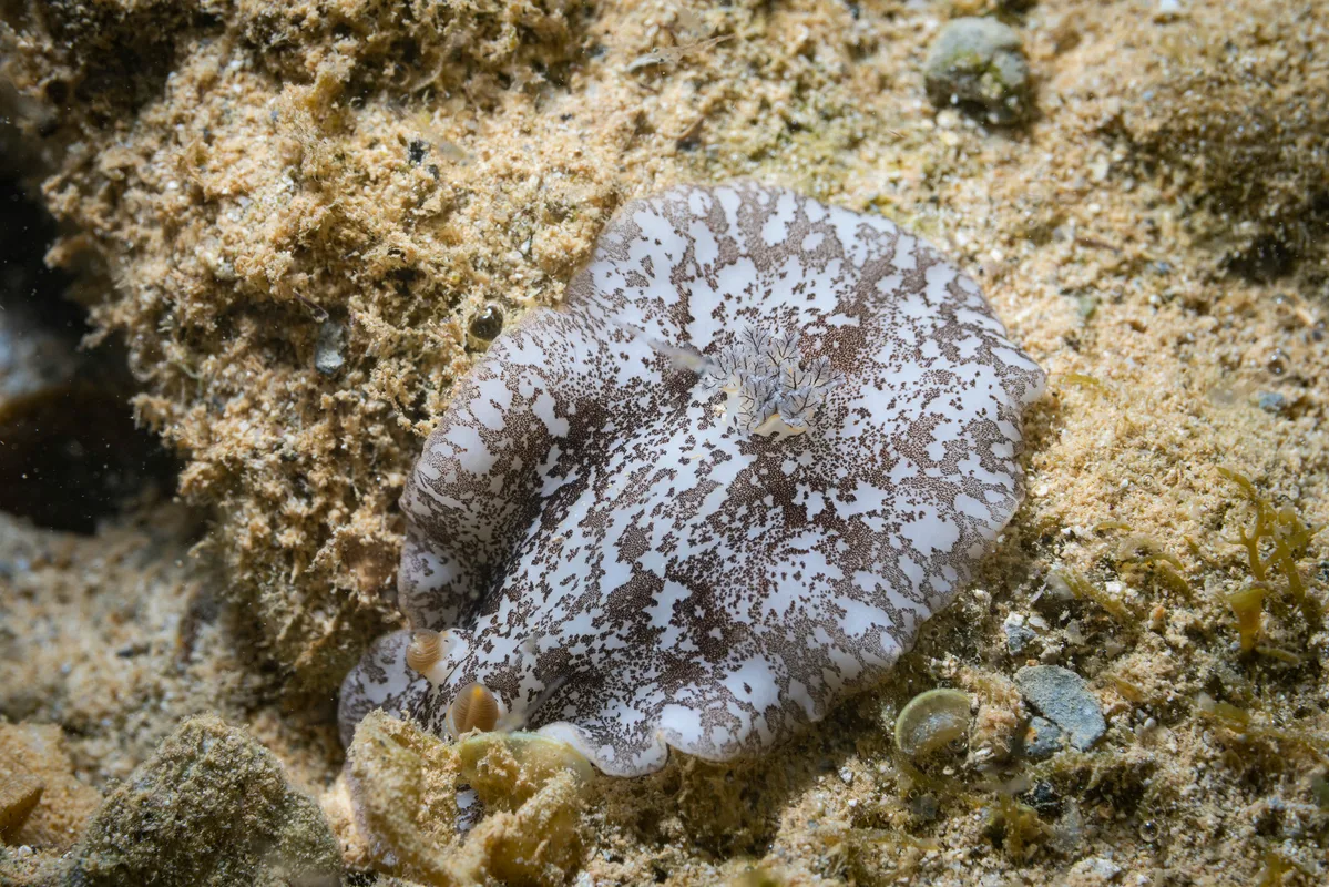 Platydoris scabra - Yate, New Caledonia