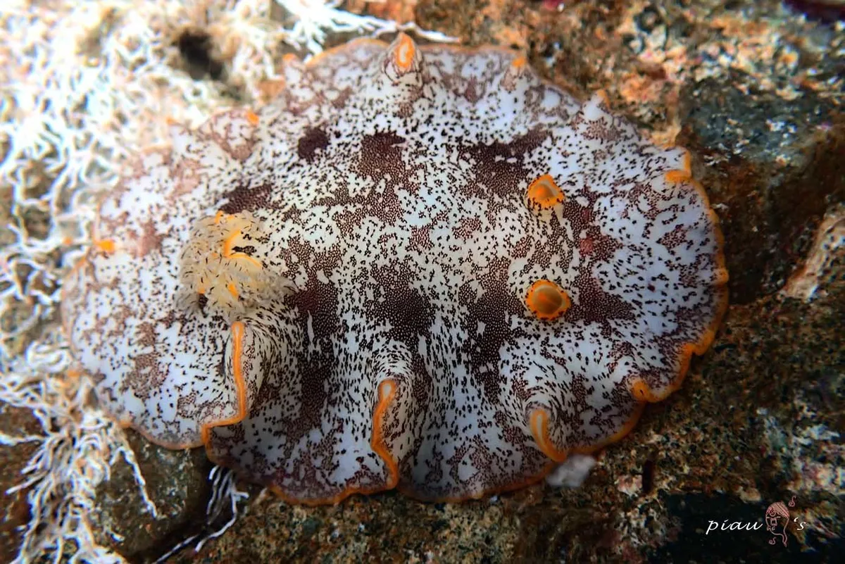 Platydoris scabra - 台灣基隆市中正區八斗子