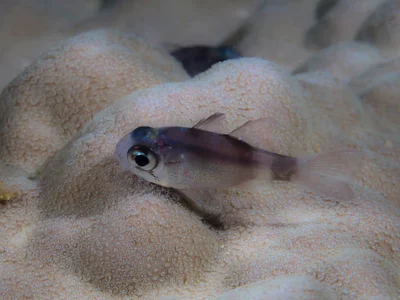 Cardinalfish (Nectamia sp.)