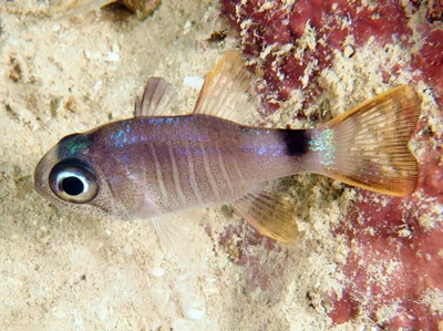 Brown Cardinalfish