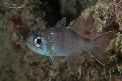 Nectamia fusca - Nggatokae, Western, Solomon Islands