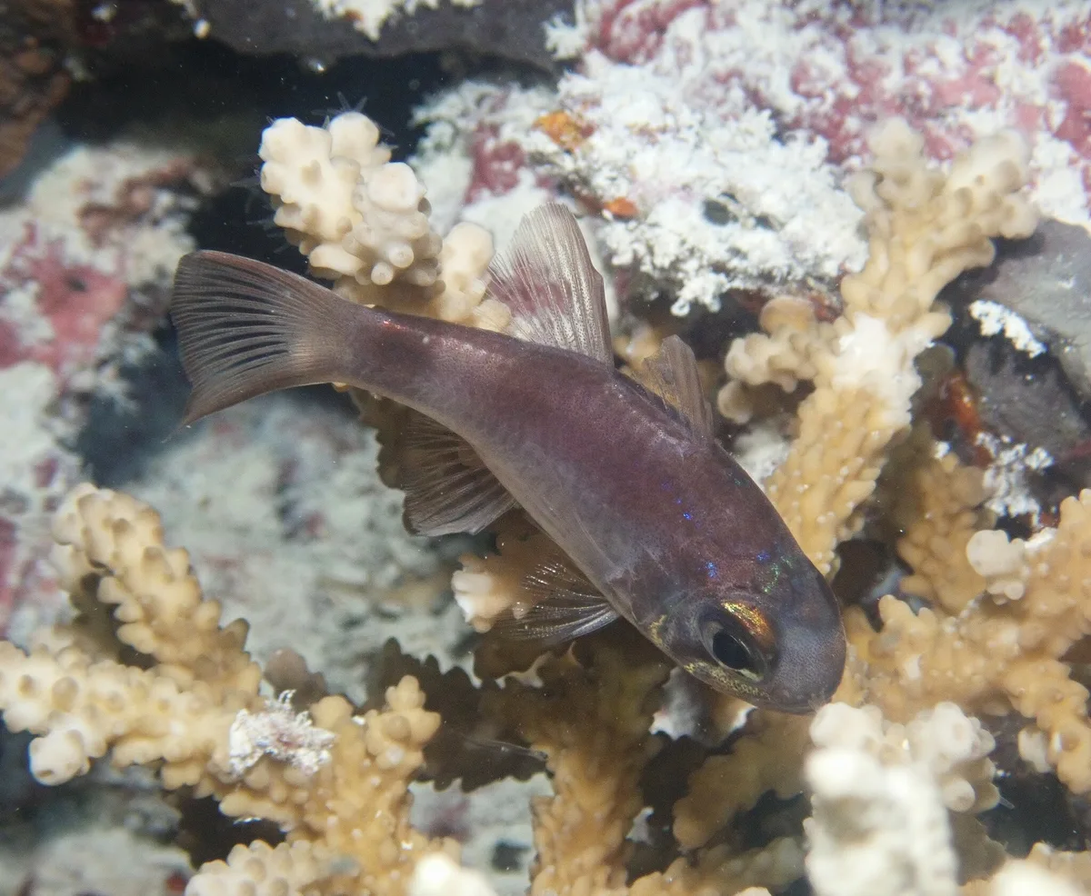 Nectamia fusca - Palau