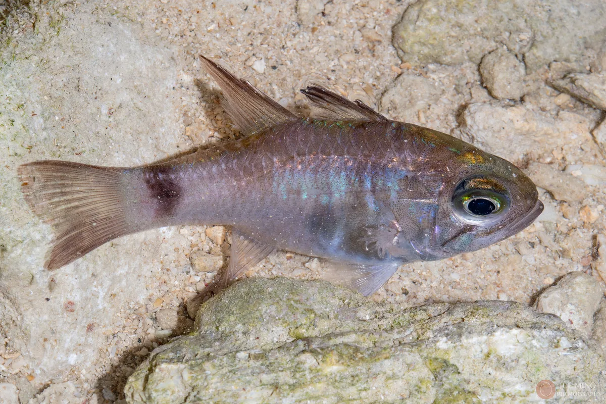 Nectamia fusca - 中国三亚市吉阳区小东海 邮政编码: 572004