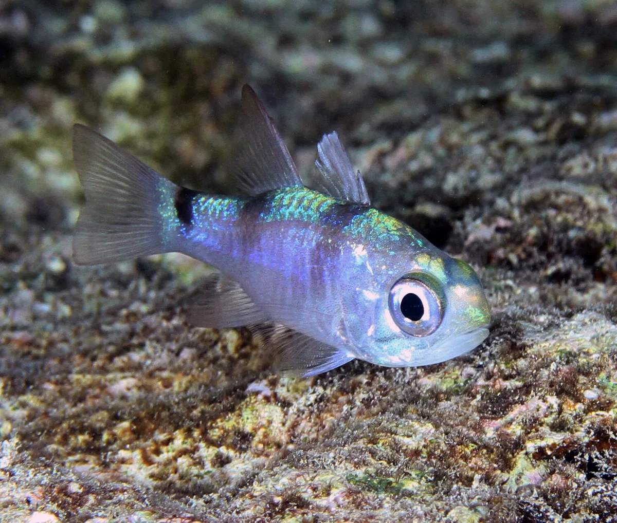 Nectamia fusca - Irabu, Miyakojima, Okinawa, Japan