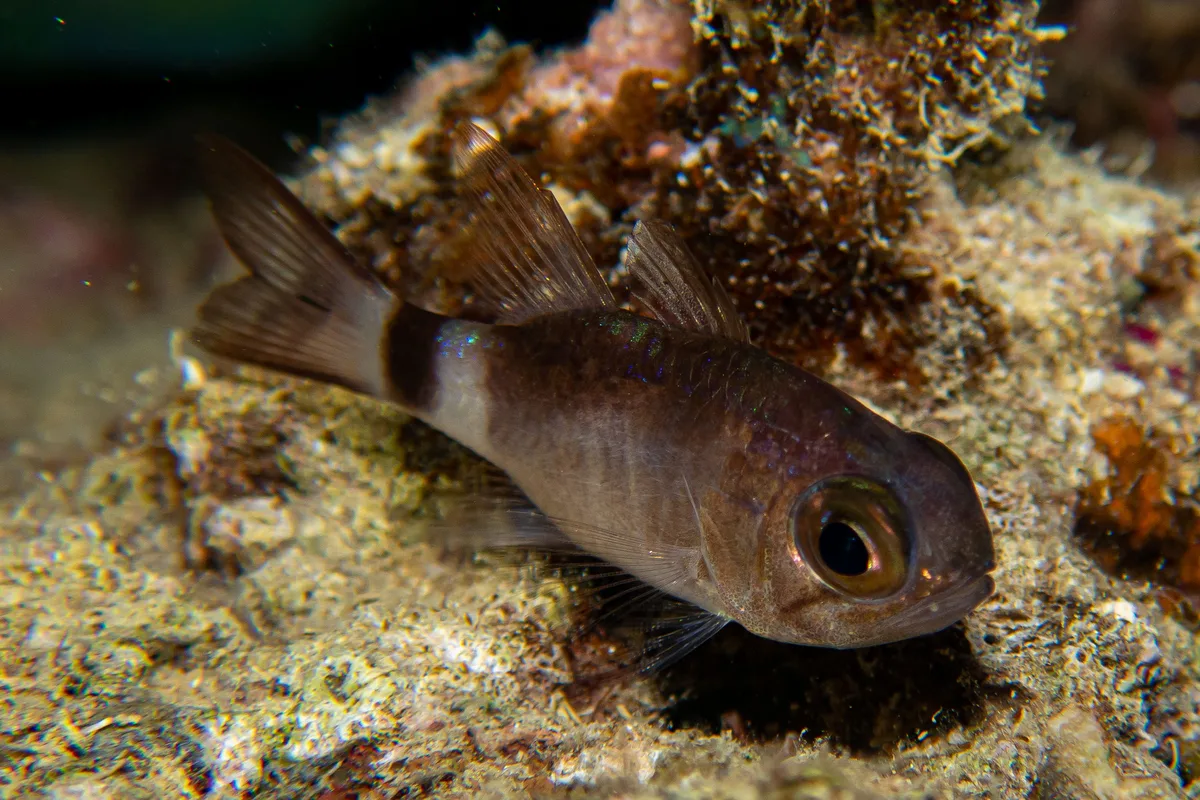 Nectamia fusca - Récif Sèche-Croissant, Nouvelle-Calédonie