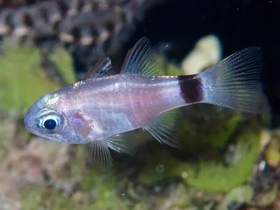 Nectamia fusca - Aur Atoll, RMI