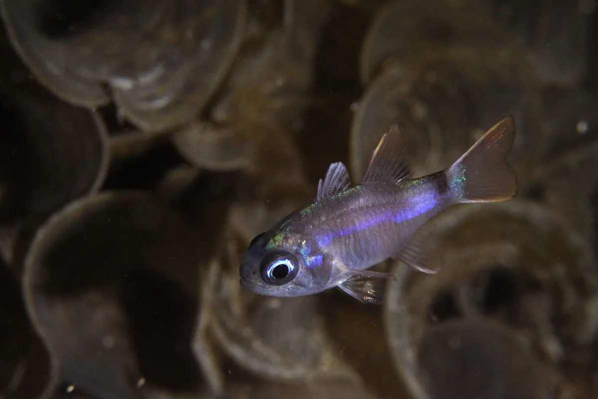 Nectamia fusca - Moalboal, Cebu, Philippines