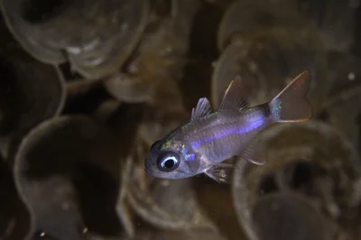 Nectamia fusca - Moalboal, Cebu, Philippines