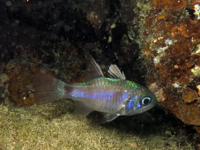 Nectamia fusca - Moalboal, Cebu, Philippines
