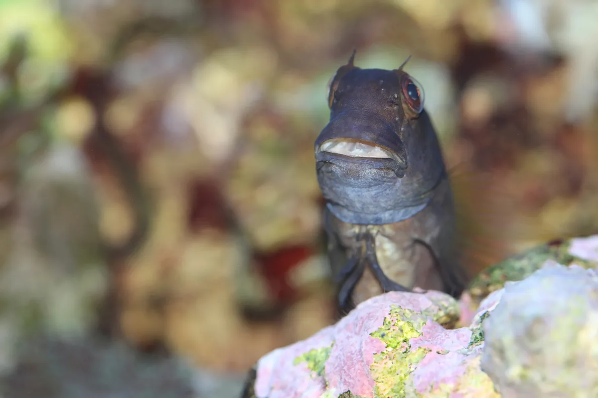 Brown Coral Blenny