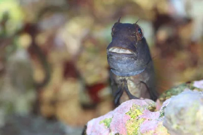 Brown Coral Blenny