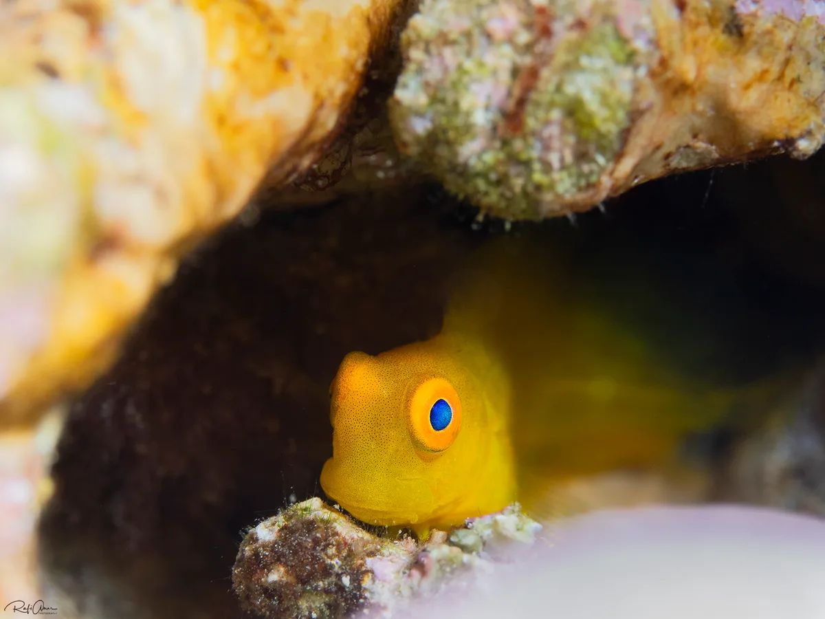 Brown Coral Blenny - juvenile