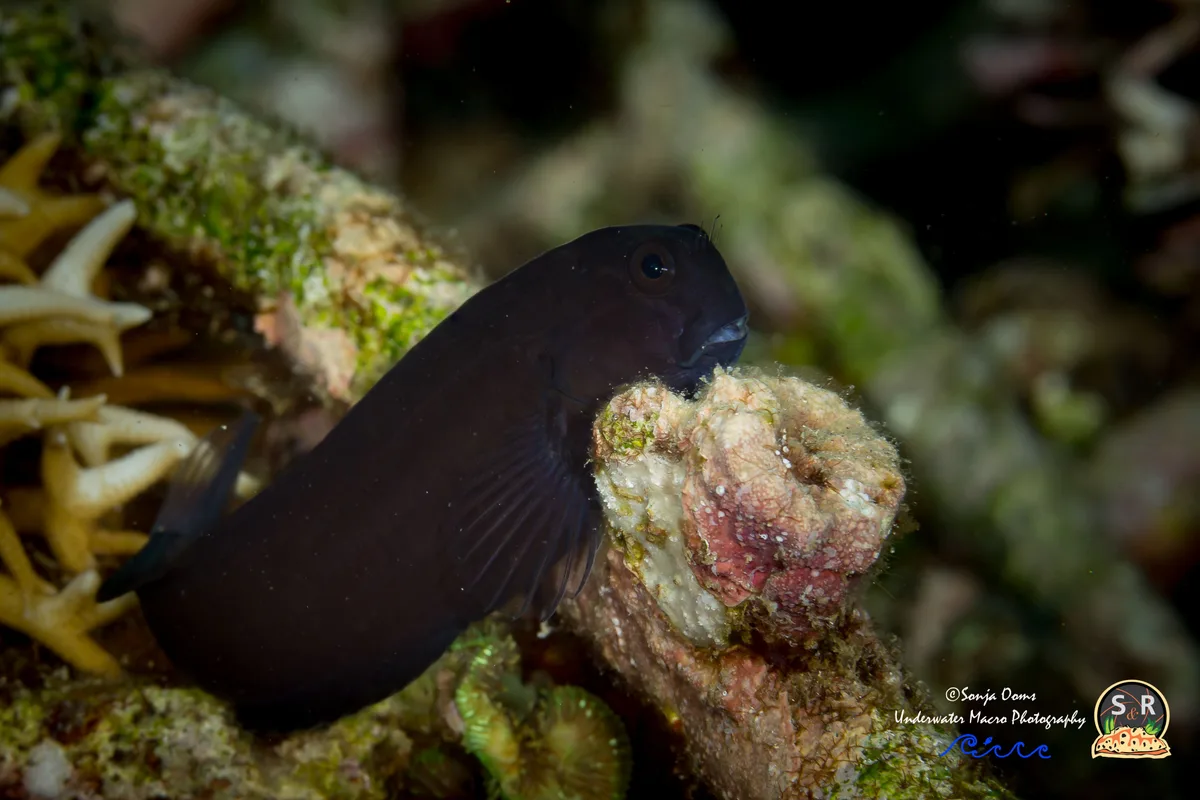 Brown Coral Blenny