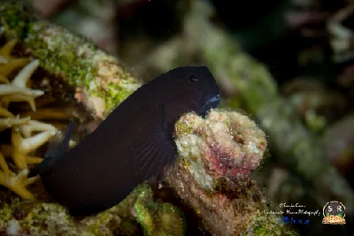 Brown Coral Blenny