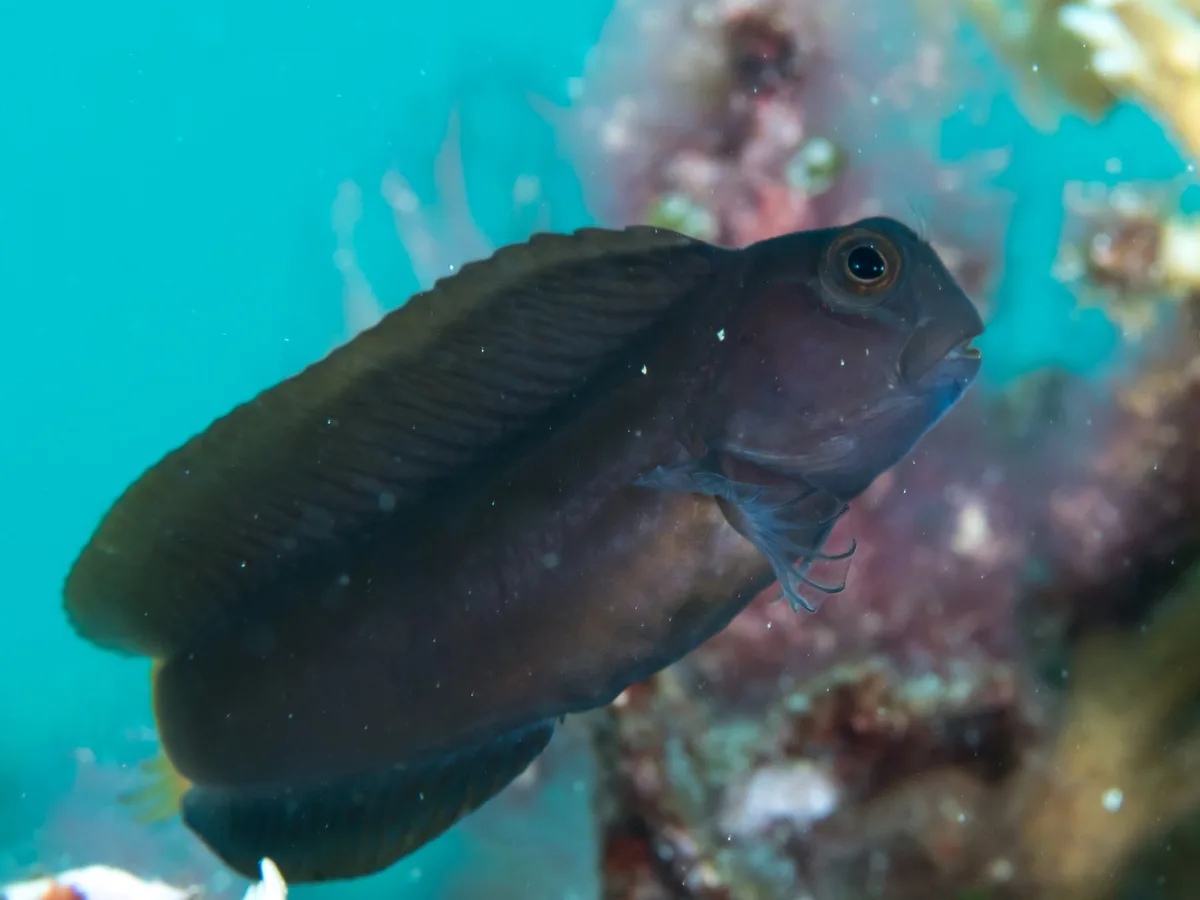 Brown coral blenny (Atrosalarias fuscus)