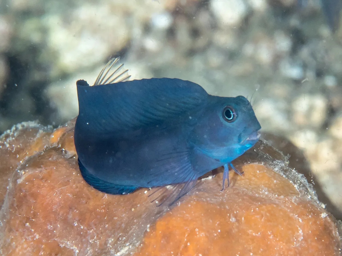 Brown coral blenny (Atrosalarias fuscus)