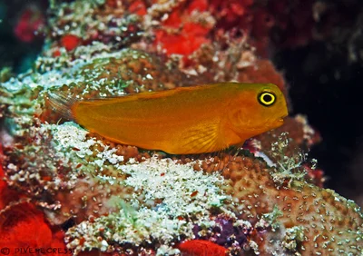 Brown Coral Blenny - Atrosalarias fuscus holomelas (juvenile)