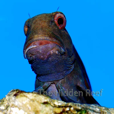 Black Sailfin Blenny