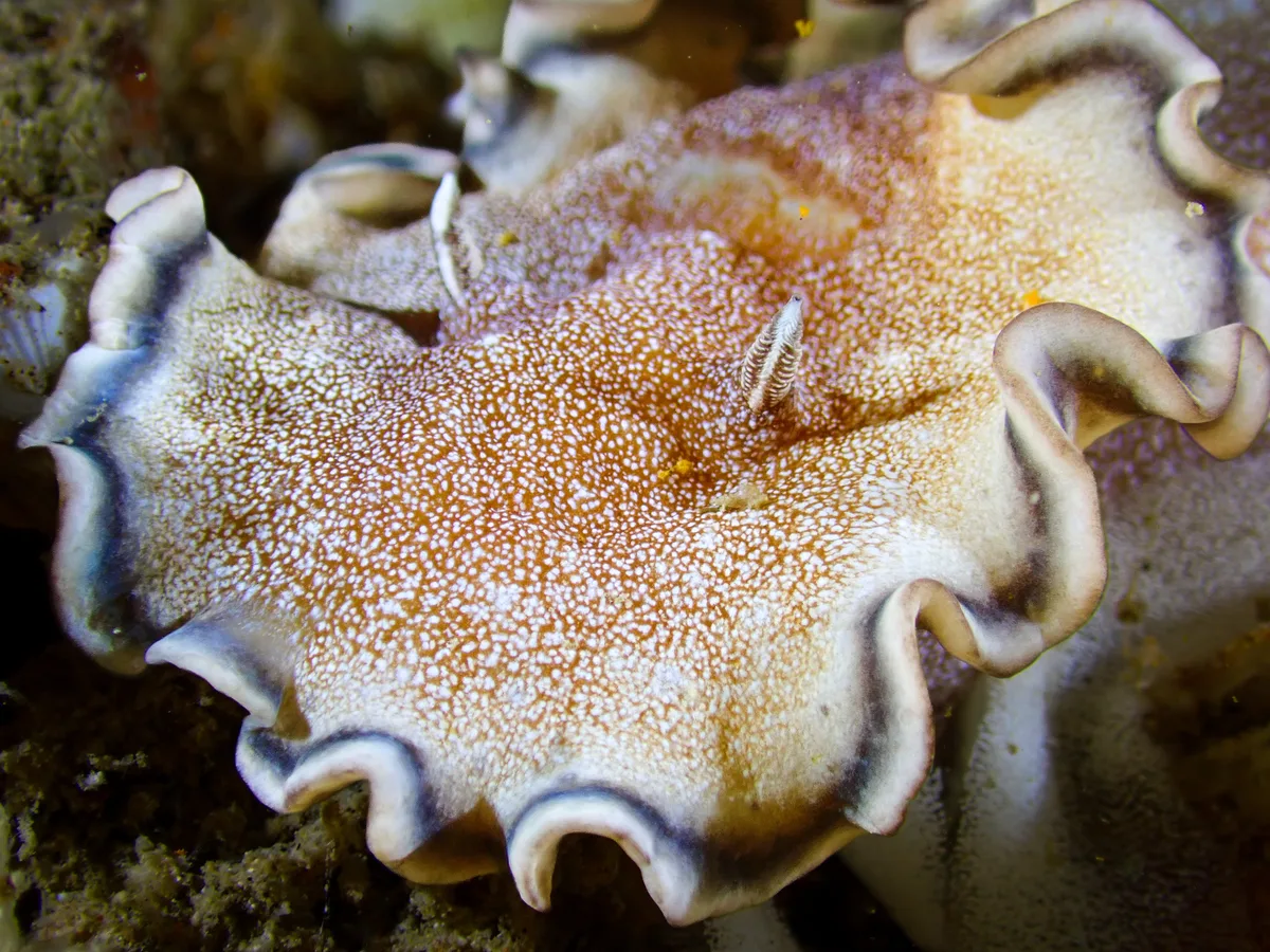 Brown-edge Glossodoris