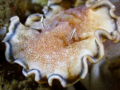 Brown-edge Glossodoris