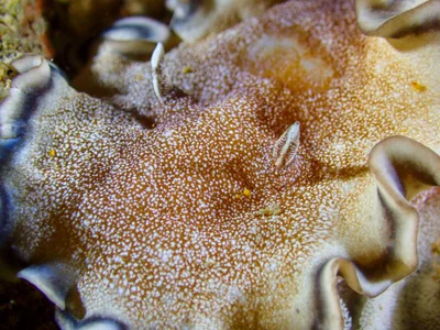 Brown-edge Glossodoris