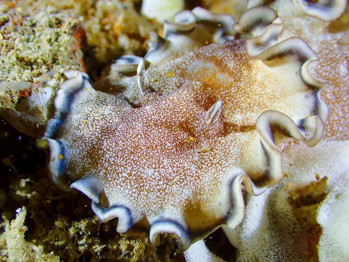 Brown-edge Glossodoris