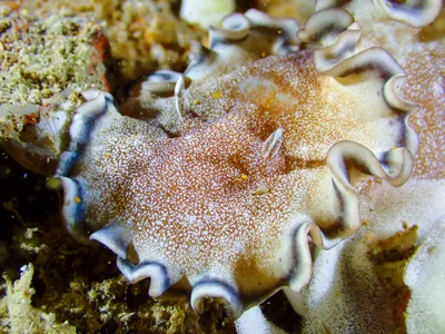 Brown-edge Glossodoris