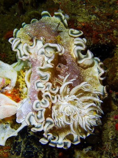 Brown-edge Glossodoris