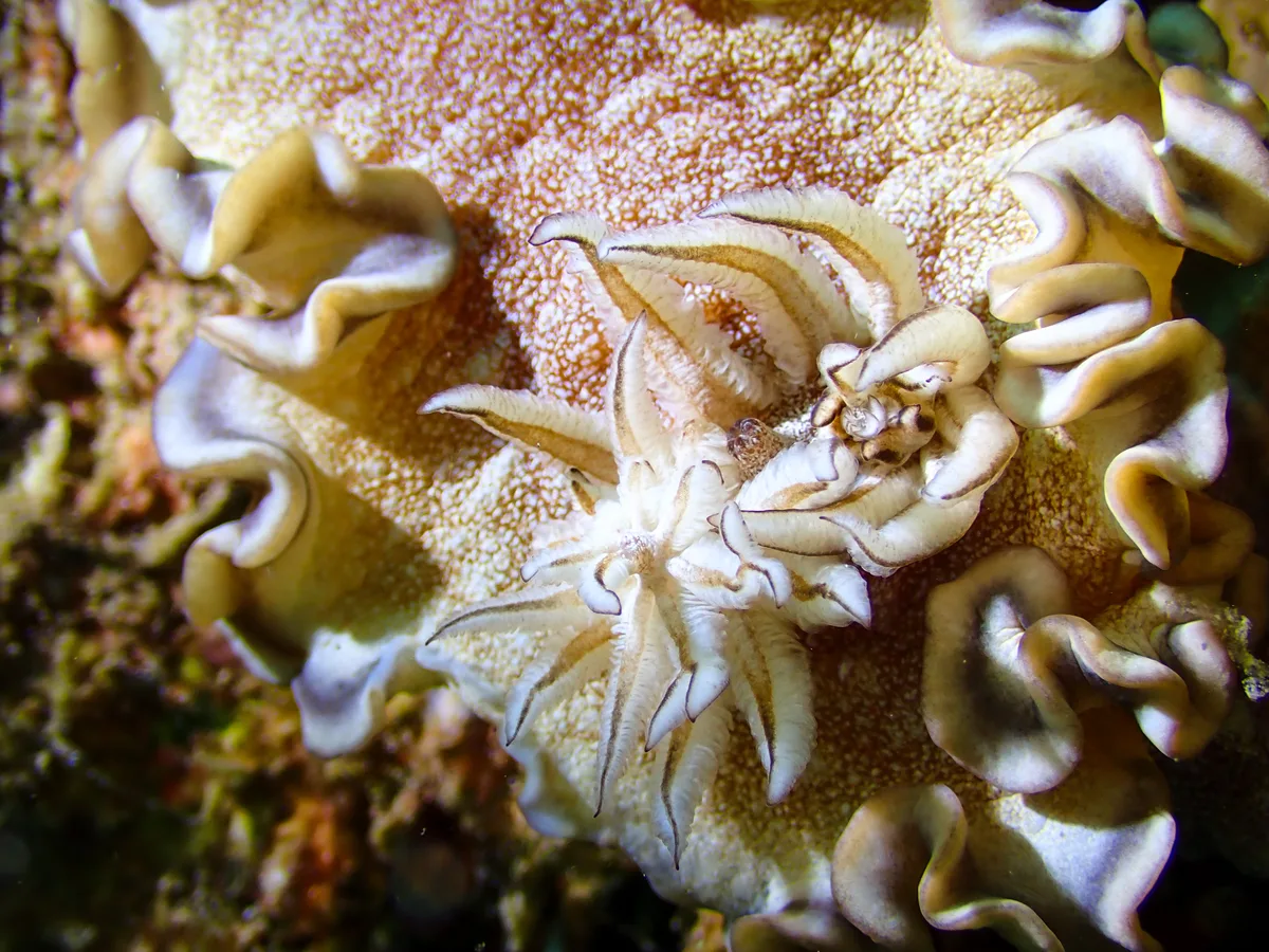 Brown-edge Glossodoris
