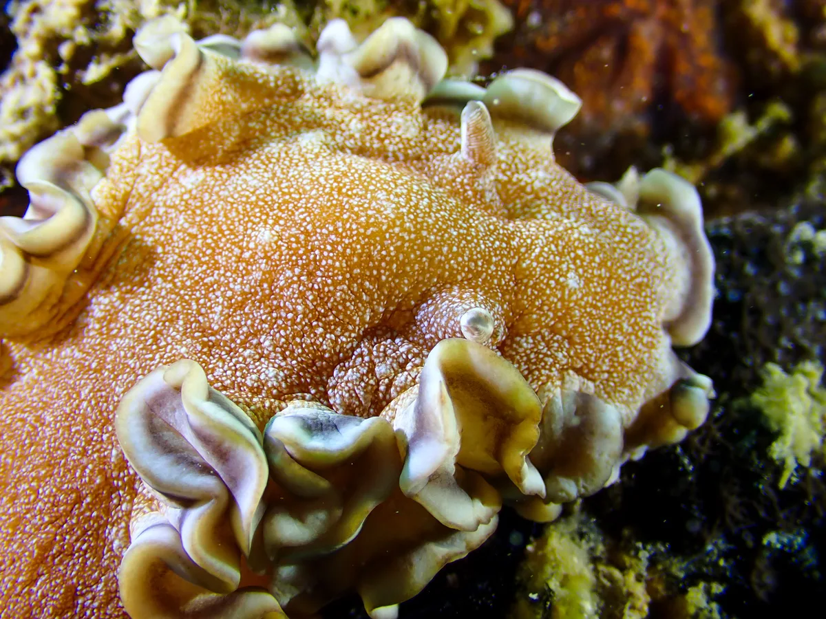 Brown-edge Glossodoris
