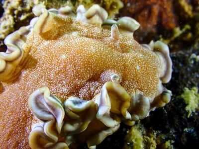 Brown-edge Glossodoris