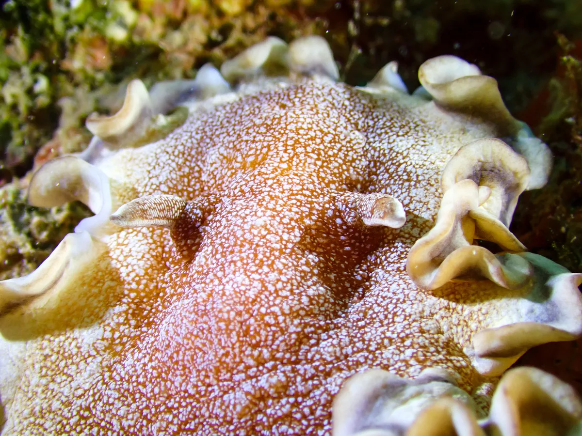 Brown-edge Glossodoris