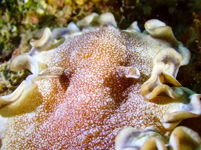 Brown-edge Glossodoris