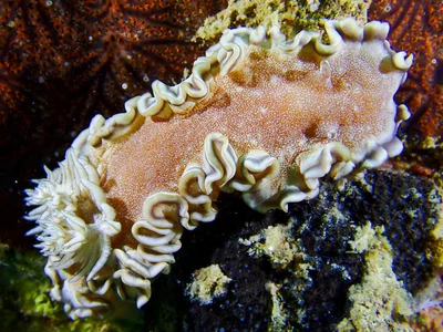 Brown-edge Glossodoris