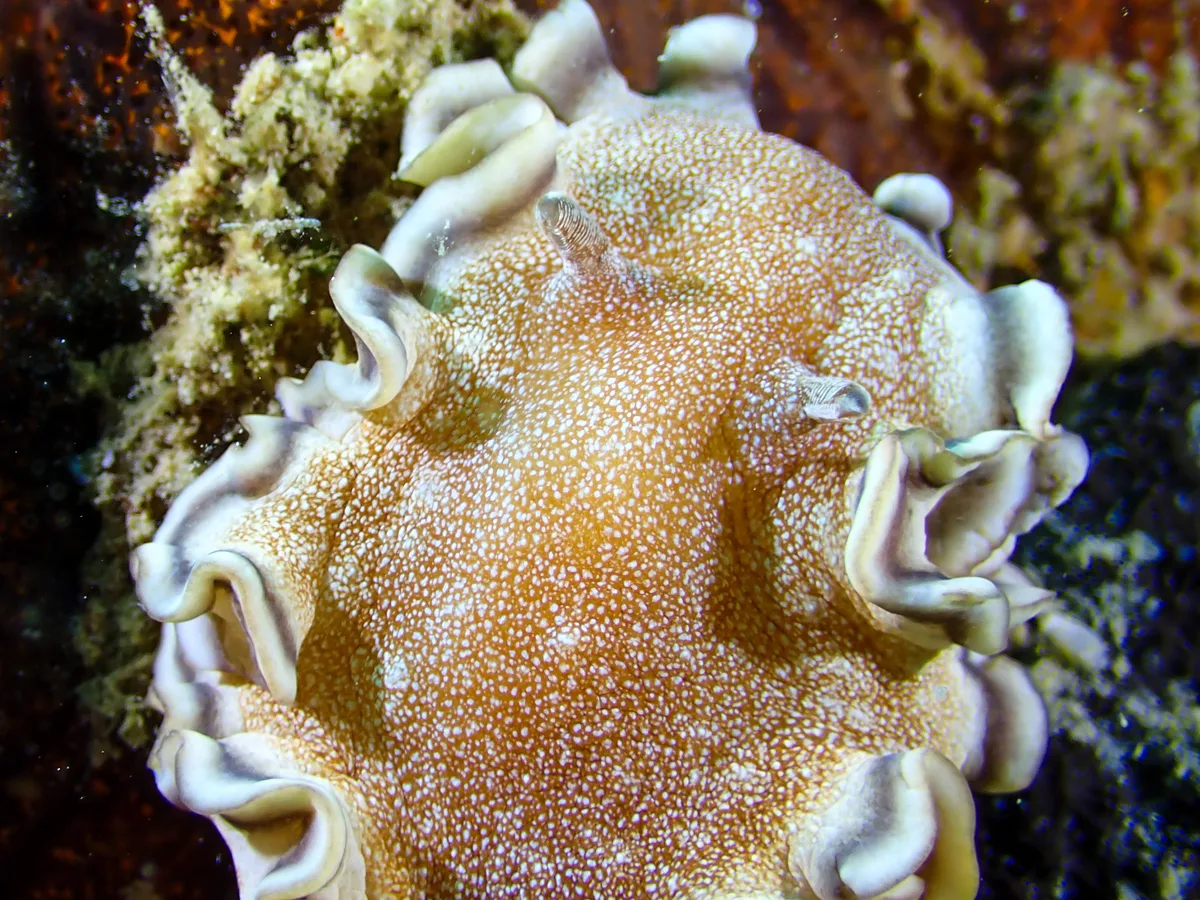 Brown-edge Glossodoris