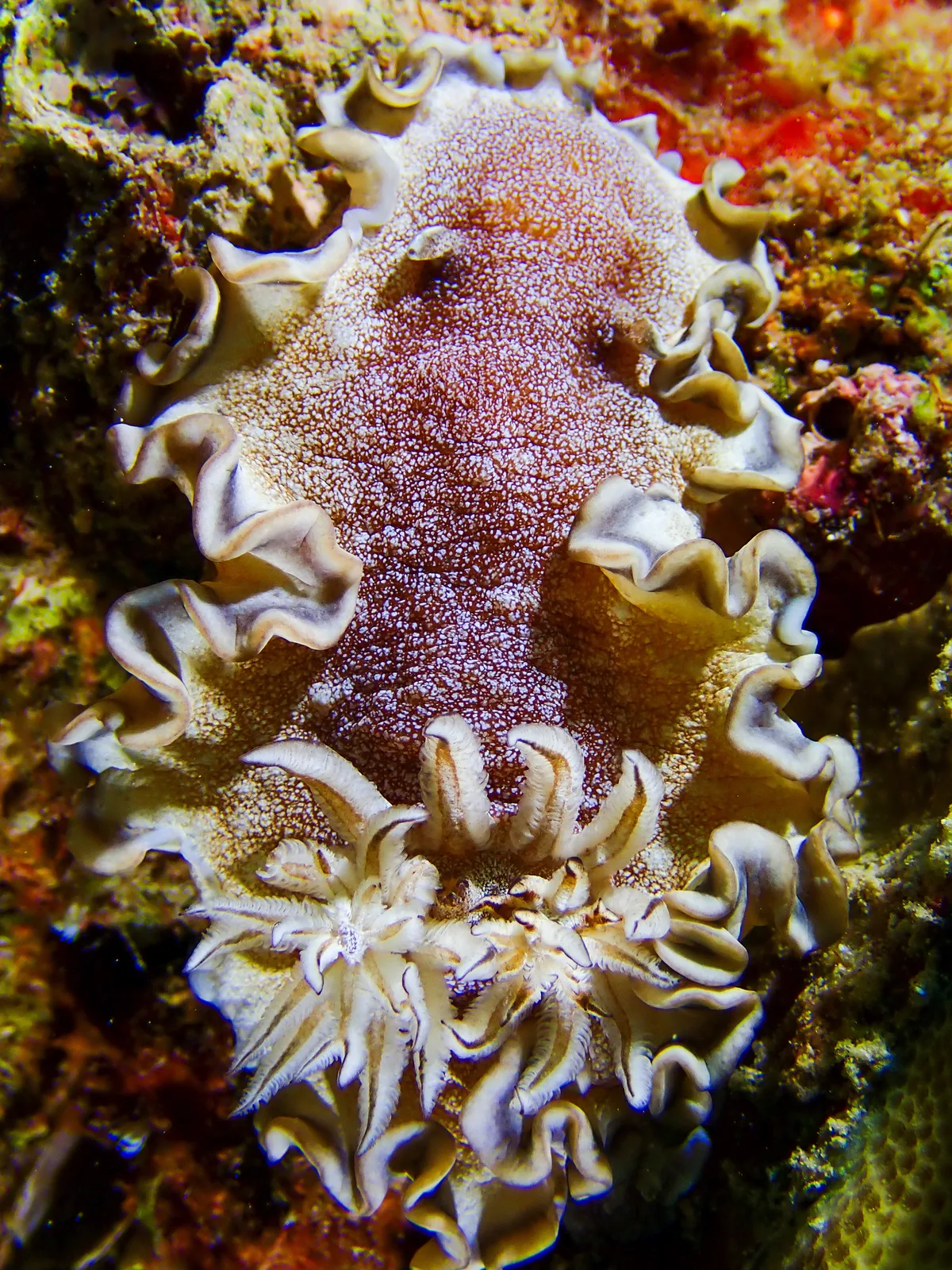 Brown-edge Glossodoris
